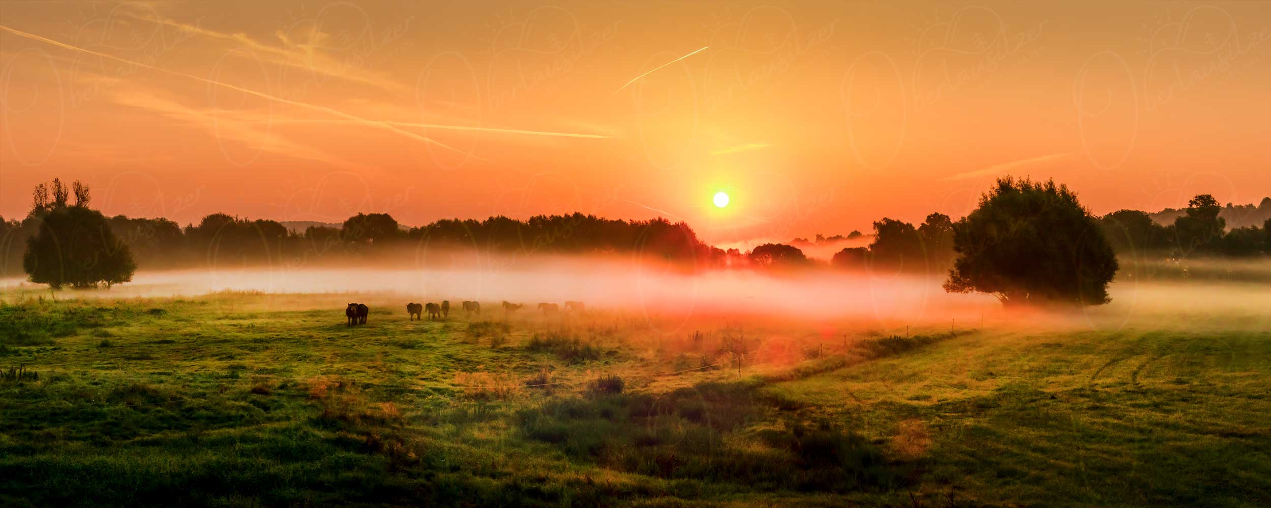 Pferde am Neißeufer im leuchtenden Morgennebel