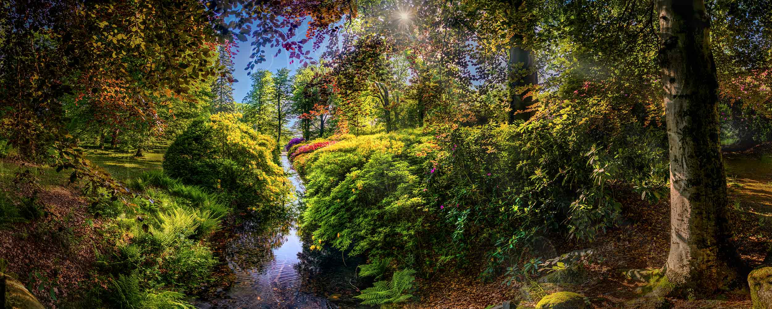 Gaußig– Der alte Rhododendron zaubert einen Blütentraum in den Schloßpark