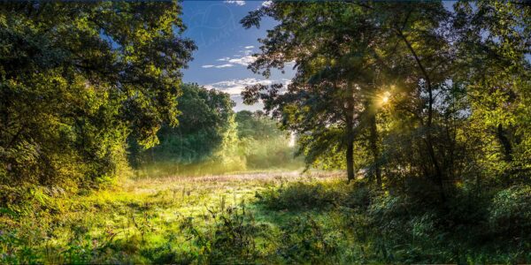 Bärwalde – Morgentau glänzt in der sonnenbeschienen Spreeaue