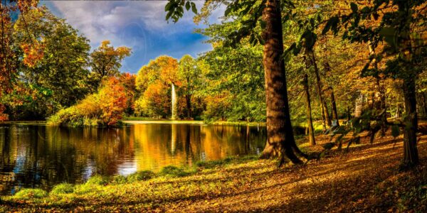 Neschwitz – Goldene Herbstbäume umschließen den Schwanenteich